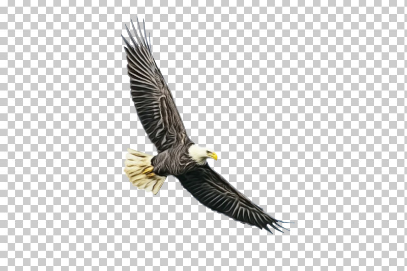 Bald Eagle Accipitridae Eagle Golden Eagle Birds PNG, Clipart, Accipitridae, Bald Eagle, Beak, Beautiful Bald Eagle, Bird Of Prey Free PNG Download