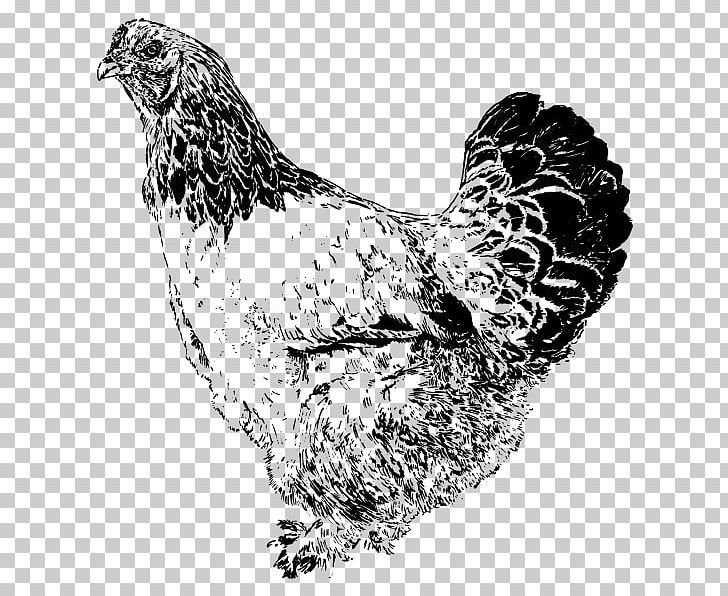 Rooster Brahma Chicken Wyandotte Chicken Label Postage Stamps PNG, Clipart, Beak, Bird, Black And White, Brahma Chicken, Brahma Rooster Free PNG Download
