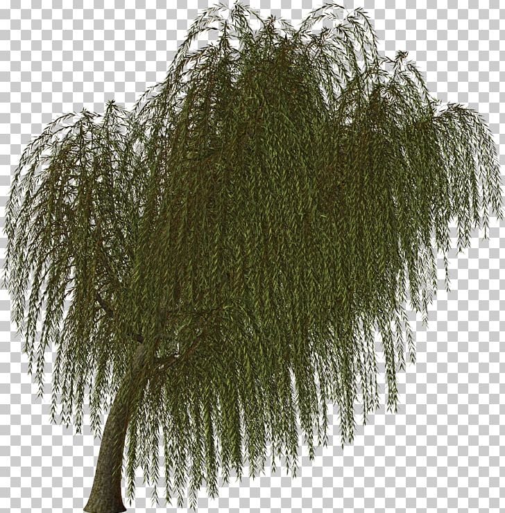 Twig Tree Evergreen Branch Vascular Plant PNG, Clipart, Arecaceae, Branch, Common Lilac, Cut Flowers, Evergreen Free PNG Download