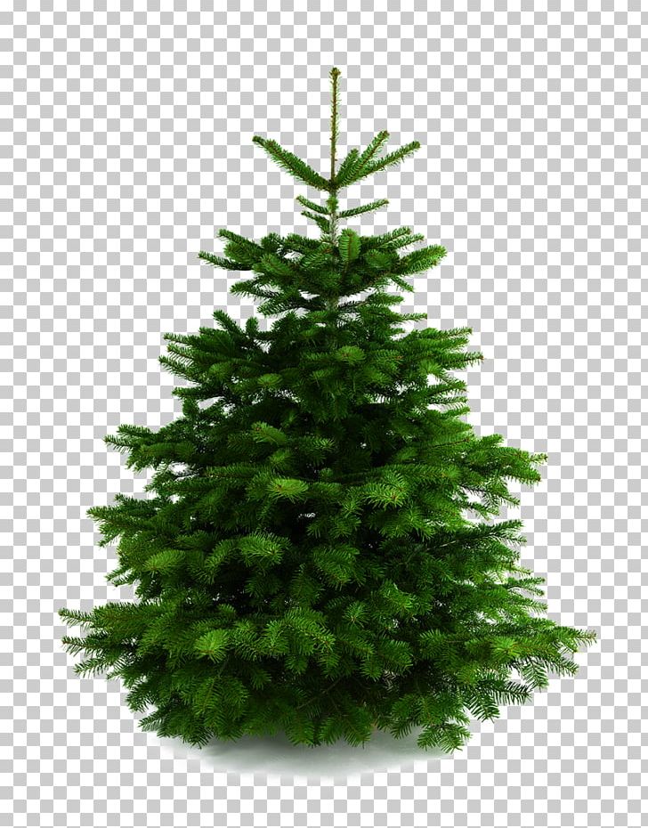 Christmas Tree Christmas Ornament Stock Photography PNG, Clipart, Artificial Christmas Tree, Christmas, Christmas Decoration, Christmas Lights, Christmas Ornament Free PNG Download