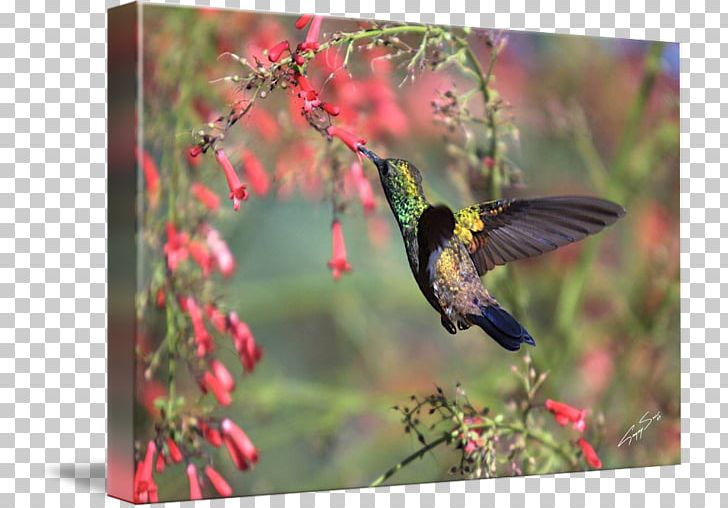 Hummingbird Gallery Wrap Fauna Ecosystem Canvas PNG, Clipart, Art, Beak, Bird, Canvas, Ecosystem Free PNG Download