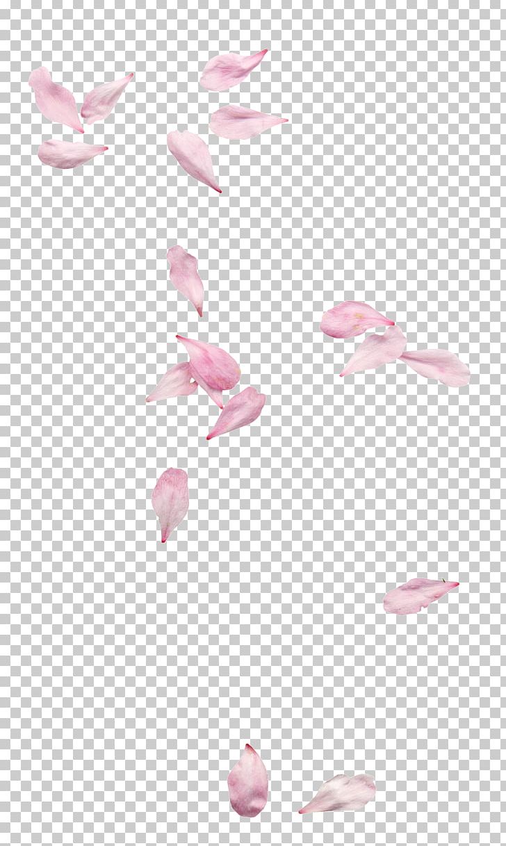 Petal PNG, Clipart, Cherry Blossom, Cherry Blossom Petals, Design, Encapsulated Postscript, Float Free PNG Download