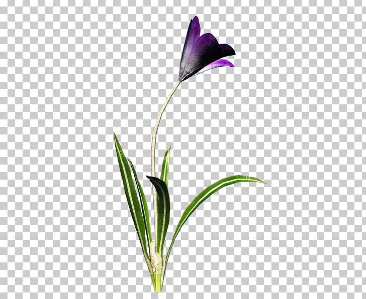 Petal Flower Icon PNG, Clipart, Art, Blog, Centerblog, Cut Flowers, Encapsulated Postscript Free PNG Download