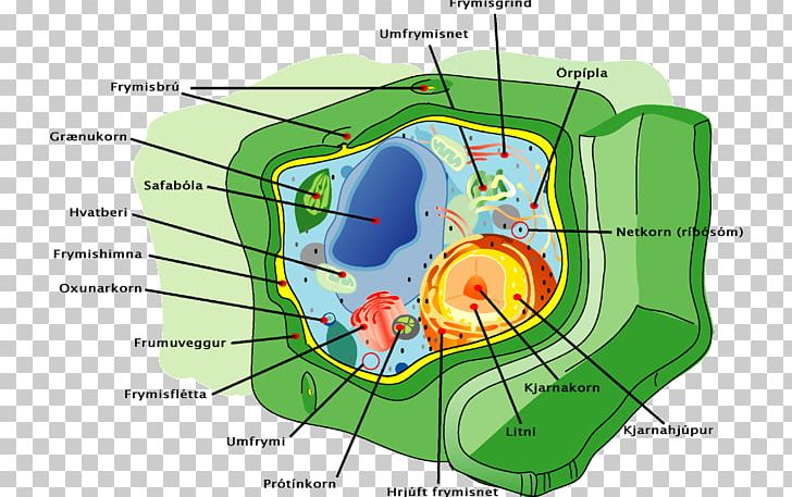 Plant Cell Cytoskeleton Cell Membrane PNG, Clipart, Angle, Area, Cell, Cell Membrane, Cell Type Free PNG Download