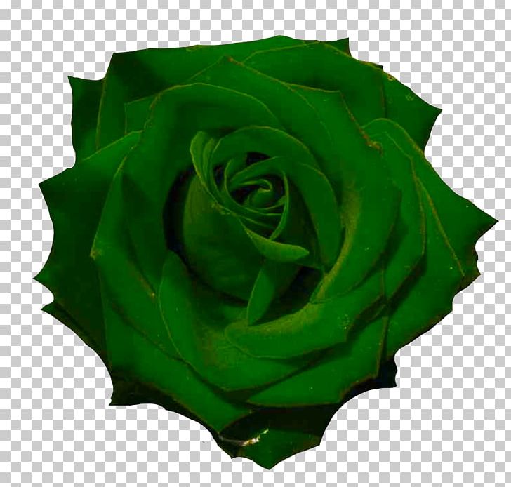 Rose Cut Flowers Photography PNG, Clipart, Compass Rose, Cut Flowers, Description, Flora, Flower Free PNG Download