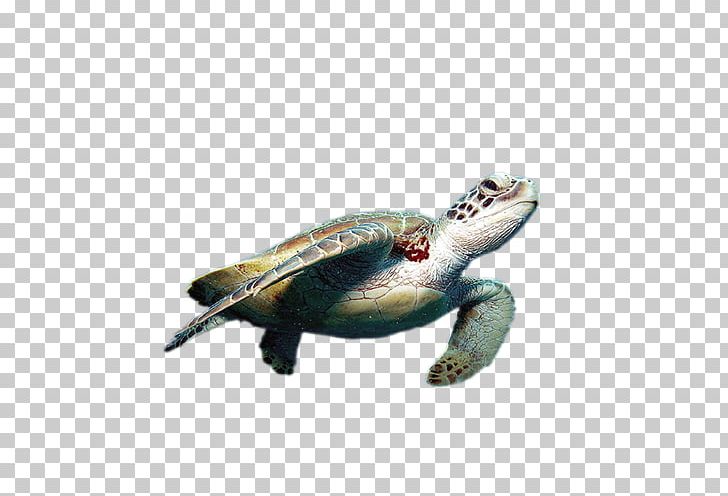 Sea Turtle Reptile World Turtle Day PNG, Clipart, 3d Computer Graphics, Chelydridae, Creative, Emydidae, Fauna Free PNG Download