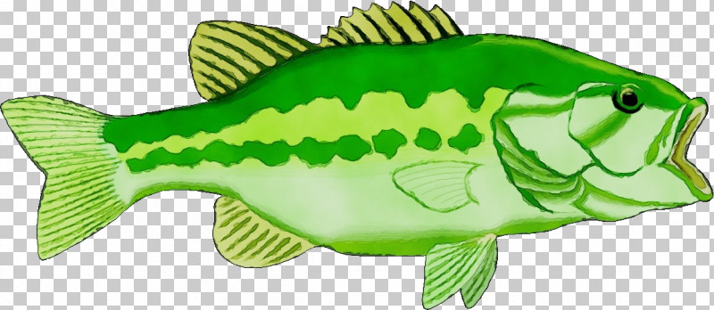 Largemouth Bass Perch Green Fish Animal Figurine PNG, Clipart, Animal Figurine, Bass, Biology, Cartoon, Fish Free PNG Download