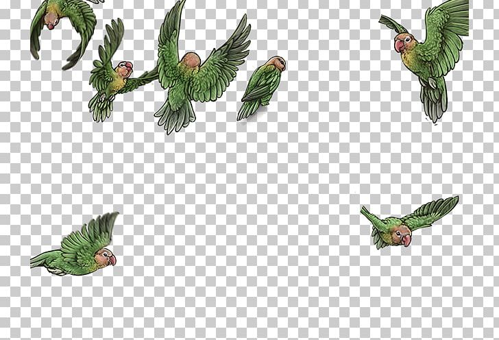Bird Parrot Beak Feather Animal PNG, Clipart, Animal, Animals, Beak, Bird, Fauna Free PNG Download