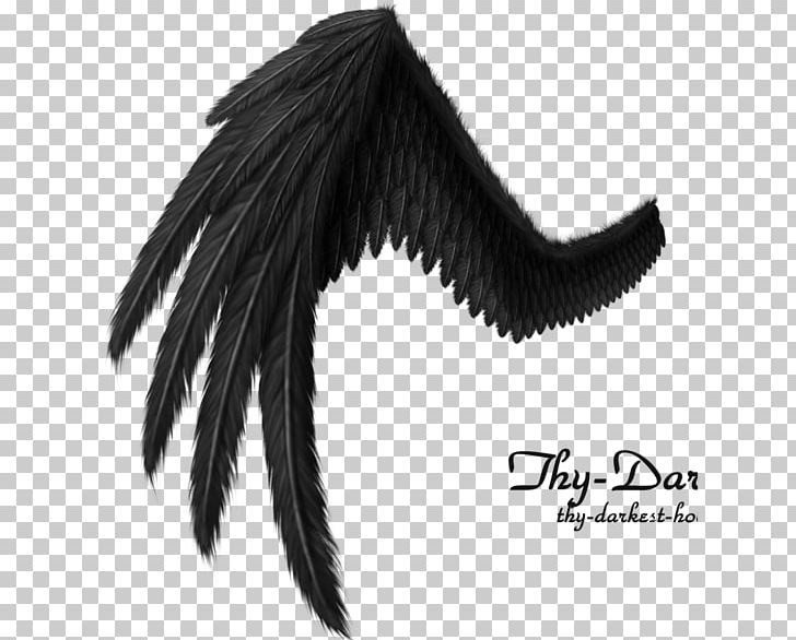 Black And White Wing Kiss Photograph PNG, Clipart,  Free PNG Download