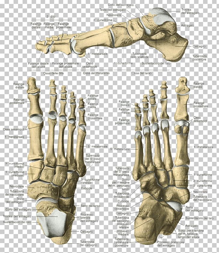 Finger Skeleton Bone Foot Human Anatomy PNG, Clipart, Anatomy, Ankle, Arm, Bone, Calcaneus Free PNG Download