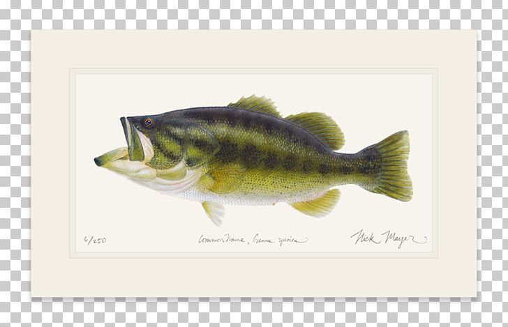 Largemouth Bass Striped Bass Fish Perch PNG, Clipart, Animals, Bass, Brook Trout, Fauna, Fish Free PNG Download