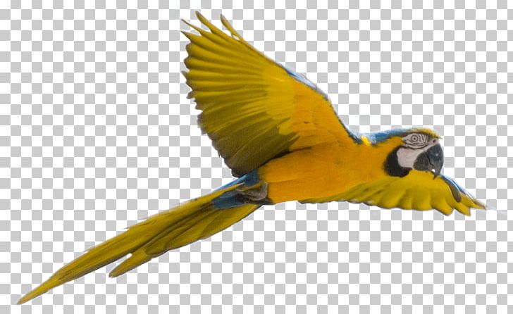 Parrot Bird PNG, Clipart, Adorable, Animals, Awesome, Beak, Bird Free PNG Download
