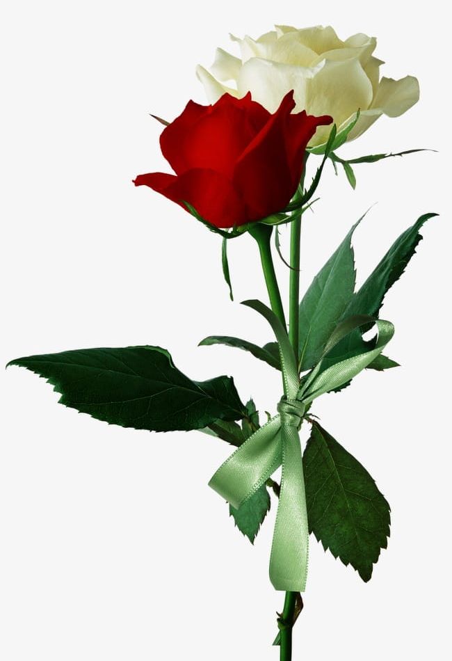 White Roses And Red Roses PNG, Clipart, Flowers, Love, Love Roses, Red ...