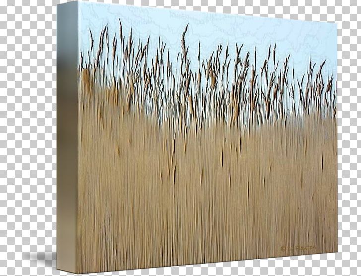 Wood Stain Grasses /m/083vt Family PNG, Clipart, Commodity, Family, Funny Cat Grass, Grass, Grasses Free PNG Download