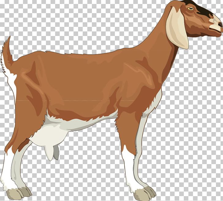 Boer Goat Black Bengal Goat PNG, Clipart, Animal, Black Bengal Goat, Boer Goat, Cattle Like Mammal, Clip Art Free PNG Download