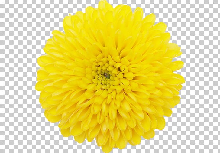 Chrysanthemum ×grandiflorum Transvaal Daisy Daisy Family Flower Plant Symbolism PNG, Clipart, Annual Plant, Chrysanthemum, Chrysanthemum Grandiflorum, Chrysanths, Color Free PNG Download