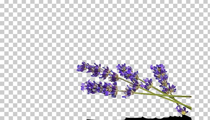English Lavender PNG, Clipart, Blossom, Branch, Convite, Cut Flowers, Data Compression Free PNG Download