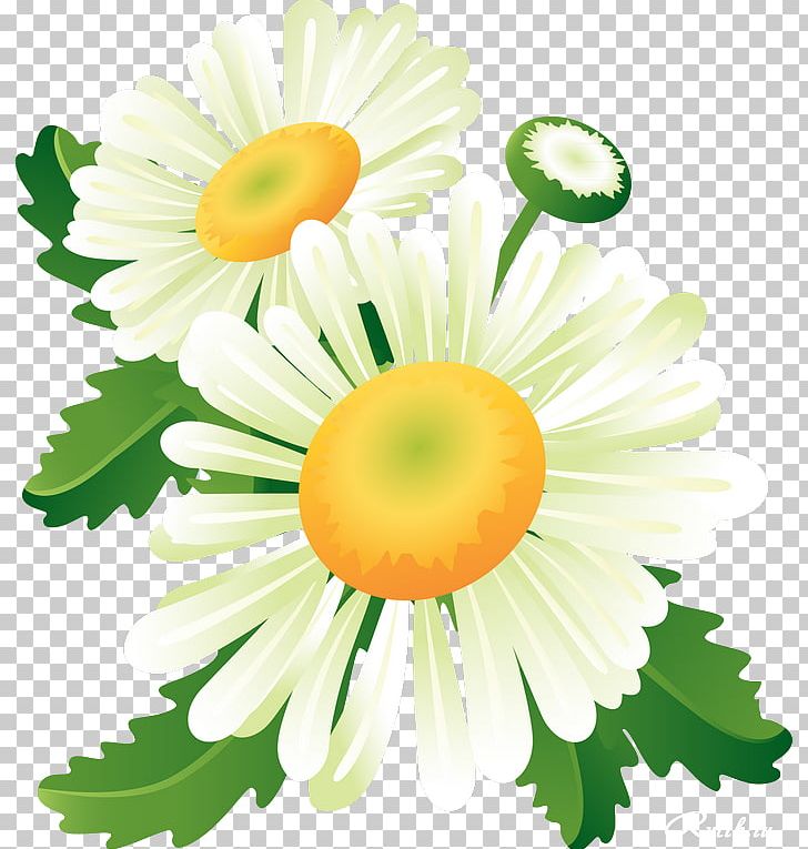 Flower PNG, Clipart, 1800flowers, Camomile, Chamaemelum Nobile, Chamomile, Chrysanths Free PNG Download