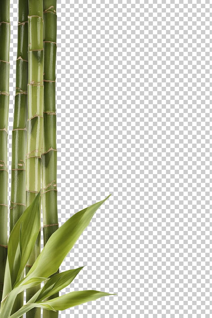 Bamboo PNG, Clipart, Angle, Bamboo, Color, Grass, Grasses Free PNG Download