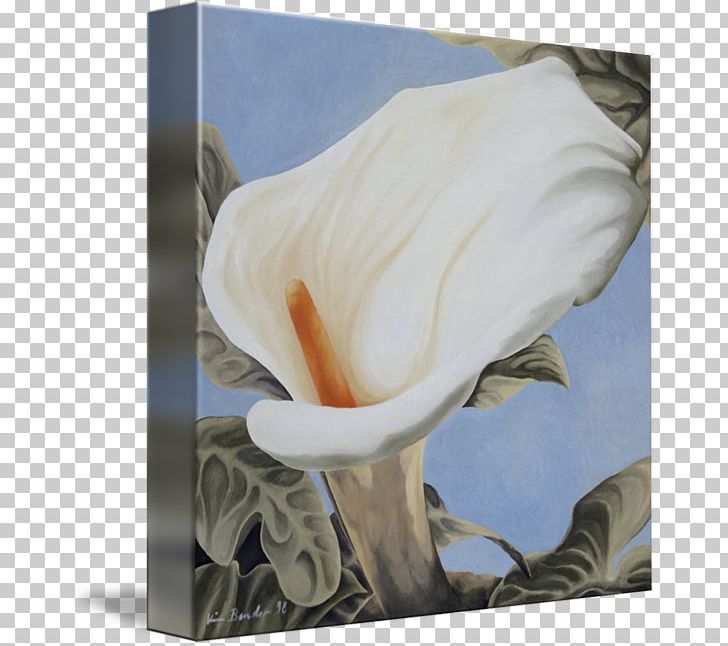 Calas Arum Lilies Rosaceae Alismatales Flower PNG, Clipart, Alismatales, Arum, Arum Lilies, Calas, Callalily Free PNG Download