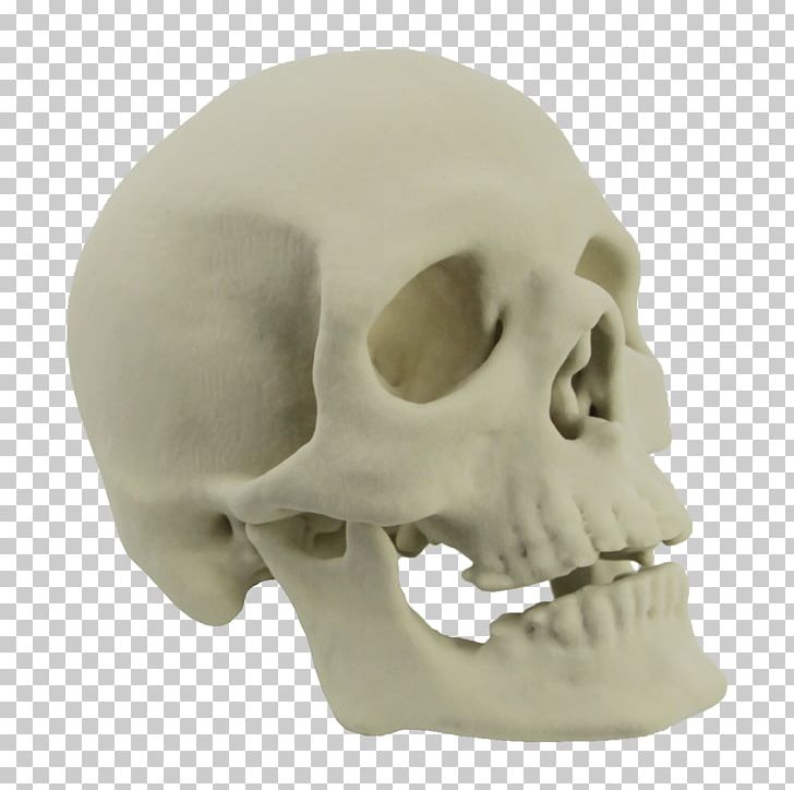 Skull 3D Printing Skeleton Bone PNG, Clipart, 3d Computer Graphics, 3d Printing, Anatomy, Bone, Craniosynostosis Free PNG Download
