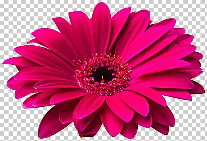 Transvaal Daisy Flower Common Daisy PNG, Clipart, Chrysanths, Clip Art, Common Daisy, Cut Flowers, Daisy Family Free PNG Download