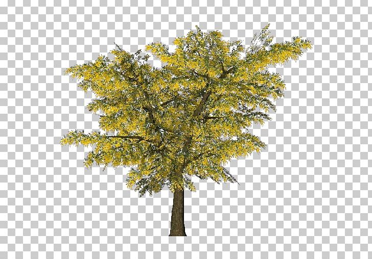 Tree Acacia Dealbata Ornamental Plant Branch PNG, Clipart, Acacia, Acacia Dealbata, Albizia Julibrissin, Branch, Larch Free PNG Download