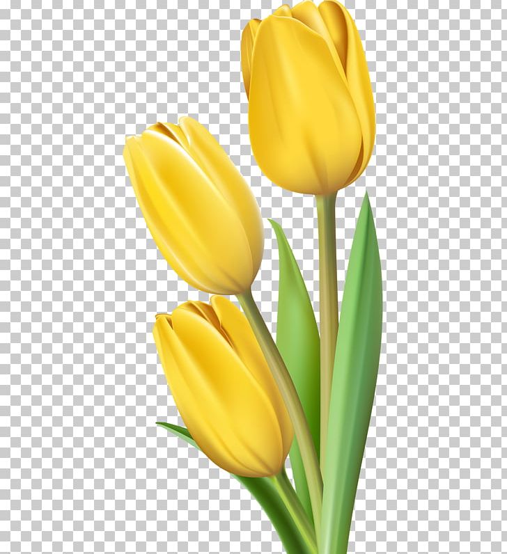 Tulip Flower PNG, Clipart, Art, Clip Art, Cut Flowers, Designer, Flower Free PNG Download