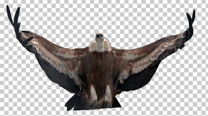 Vulture Common Buzzard Eagle Fauna PNG, Clipart, Accipitriformes, Animal, Beak, Bird, Bird Of Prey Free PNG Download