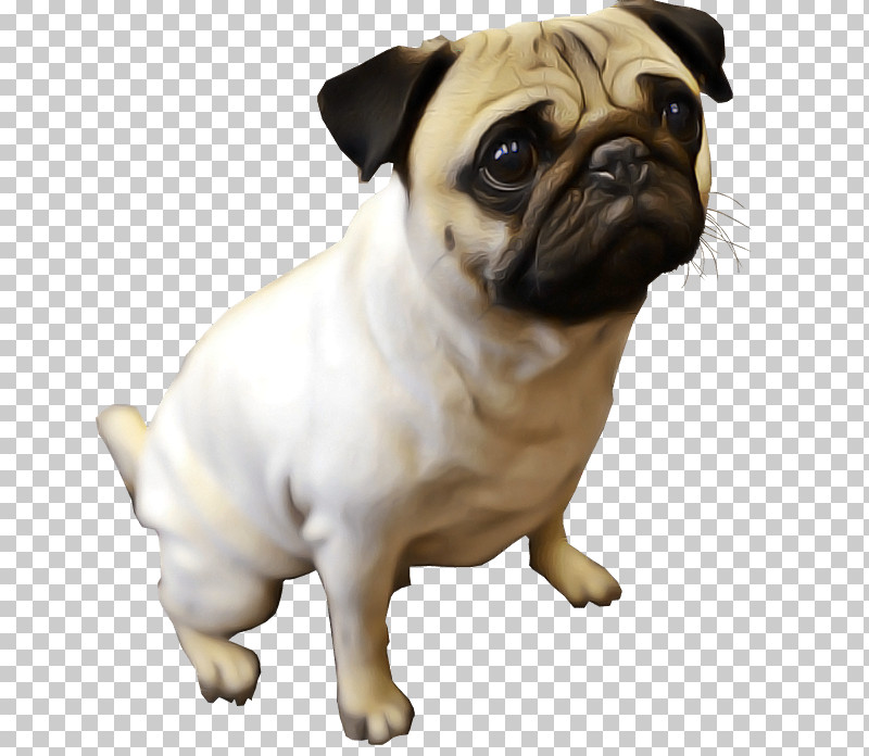 Dog Pug Snout Companion Dog Toy Dog PNG, Clipart, Ancient Dog Breeds, Companion Dog, Dog, Fawn, Pug Free PNG Download