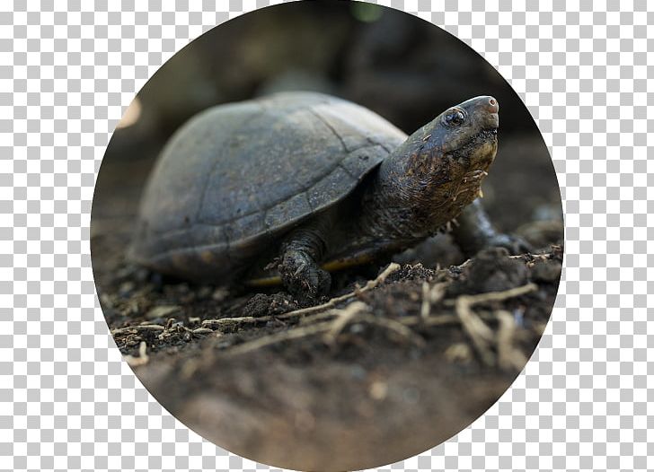 Box Turtles Scorpion Mud Turtle Tortoise Sea Turtle PNG, Clipart, Animal, Animals, Box Turtle, Box Turtles, Brown Free PNG Download
