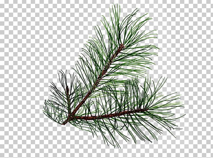 Branch Evergreen Pine Conifer Cone PNG, Clipart, Branch, Christmas Ornament, Clip Art, Conifer, Conifer Cone Free PNG Download