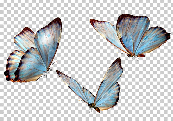 Butterfly PNG, Clipart, Butterflies, Butterfly, Butterfly Girl, Butterfly Group, Butterfly Wings Free PNG Download