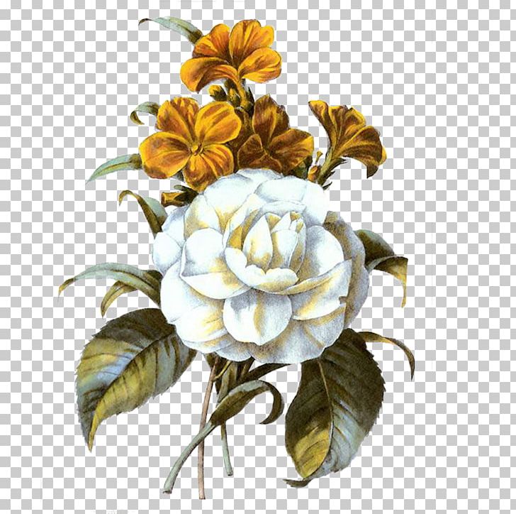 Flower Centifolia Roses PNG, Clipart, Cut Flowers, Deviantart, Download, Floral Design, Floristry Free PNG Download