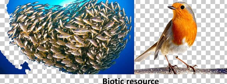 Stock Photography Getty S Fish PNG, Clipart, Beak, Biotic Component, Bird, Fauna, Feather Free PNG Download