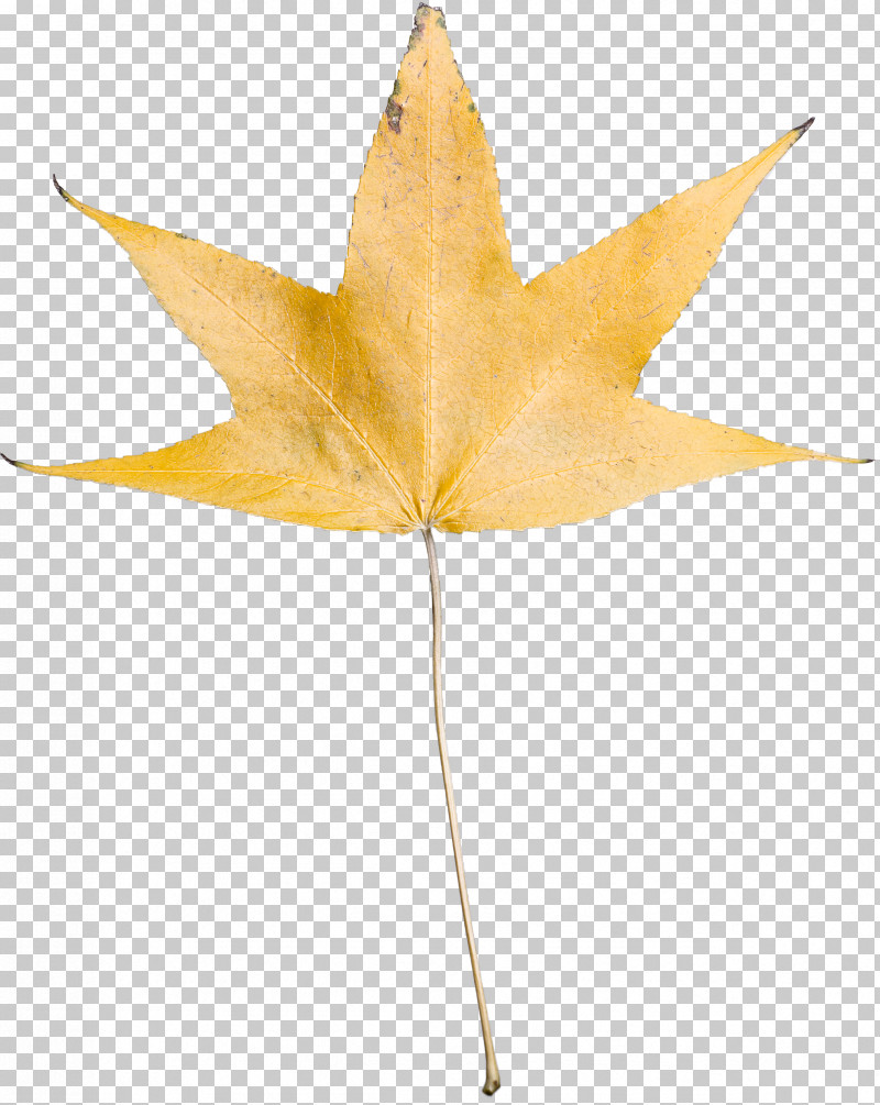 Leaf Maple Leaf / M Plant Science Biology PNG, Clipart, Biology, Leaf, Maple Leaf M, Plant, Plant Structure Free PNG Download