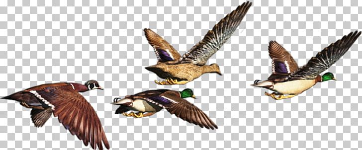 Duck Bird Postales Originales/Making Cards Grey Geese PNG, Clipart, Animal, Animal Figure, Animals, Beak, Bird Free PNG Download