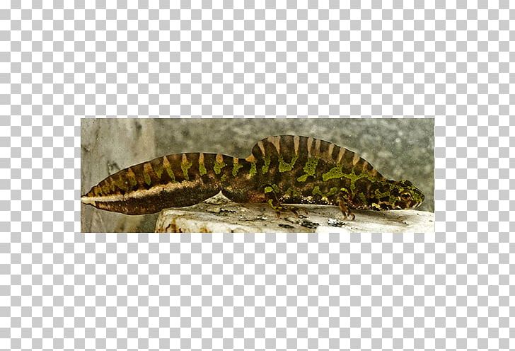 Gecko Newt Terrestrial Animal PNG, Clipart, Amphibian, Animal, Fauna, Gecko, Lizard Free PNG Download