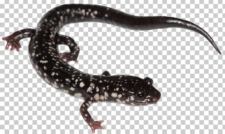 Newt University Of Missouri Kottman Hall Public University PNG, Clipart, Amphibian, Assistant Professor, Gecko, Lizard, Lungless Salamander Free PNG Download