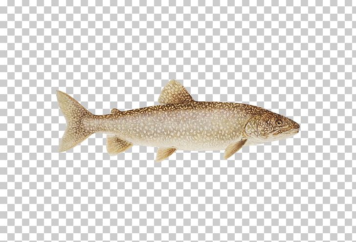 Salmon Cutthroat Trout Rainbow Trout Lake Trout PNG, Clipart, 09777, Animal Figure, Bony Fish, Cod, Cutthroat Trout Free PNG Download