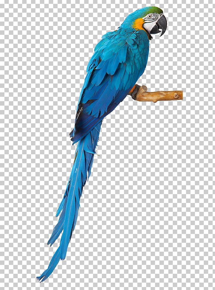 Budgerigar Parrot Macaw Lovebird Parakeet PNG, Clipart, Animals, Bali, Beak, Bird, Blueandyellow Macaw Free PNG Download