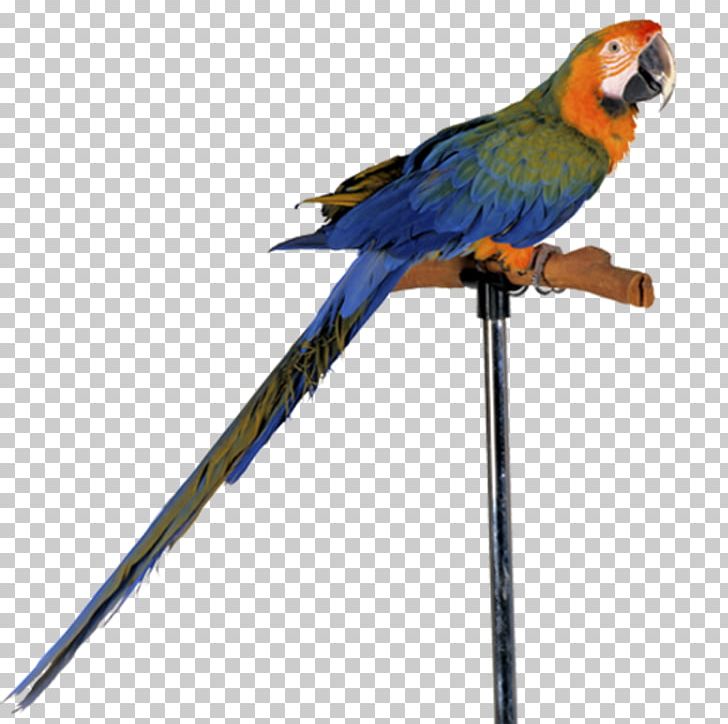 Parrot Vertebrate Bird PNG, Clipart, Amazon Parrot, Animal, Animals, Beak, Bird Free PNG Download