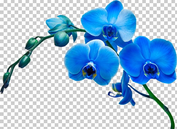 Dendrobium Orchids Flowering Plant Vanda Coerulea PNG, Clipart, Artificial Flower, Beautiful Orchids, Blue, Cut Flowers, Dendrobium Free PNG Download