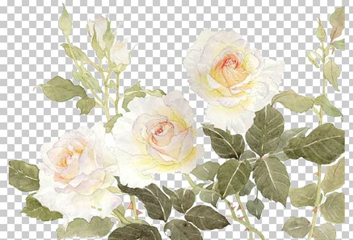 Garden Roses Centifolia Roses Flower White PNG, Clipart, Artificial Flower, Decorative Patterns, Design, Download, Flora Free PNG Download