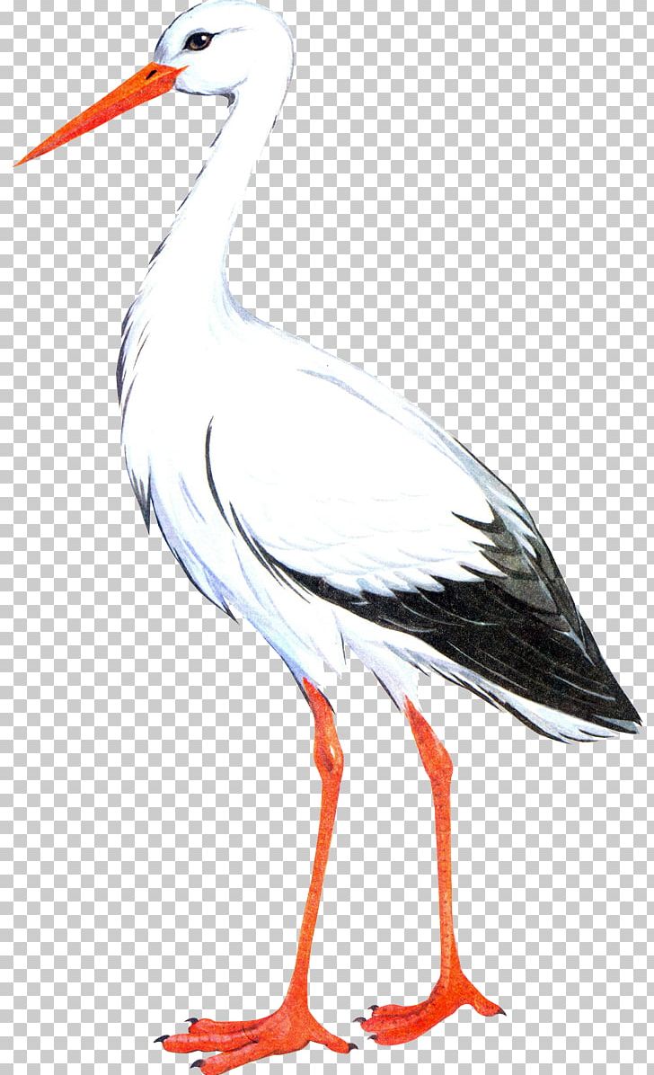 White Stork Bird Crane The Stork PNG, Clipart, Animal Migration, Animals, Beak, Bird, Bird Migration Free PNG Download
