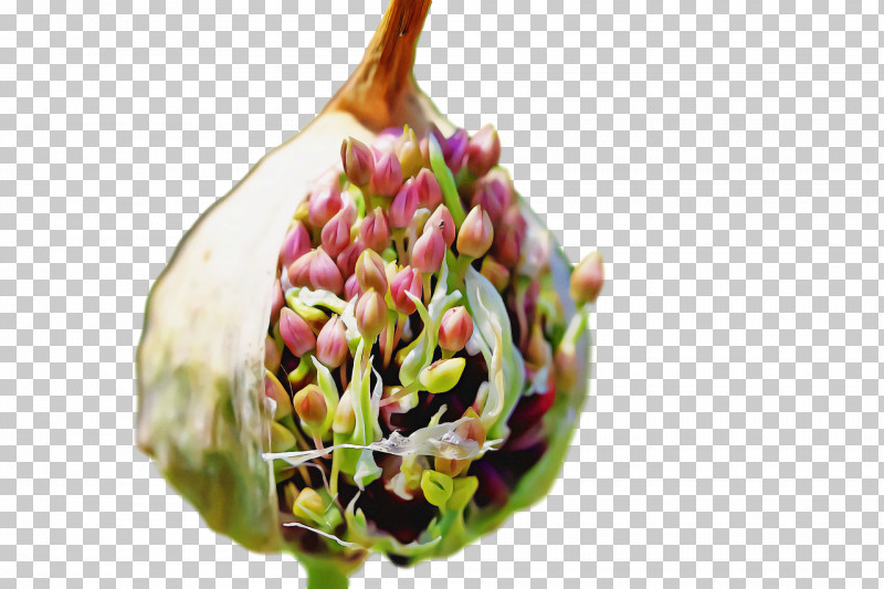 Cut Flowers Bud Flower PNG, Clipart, Bud, Cut Flowers, Flower Free PNG Download