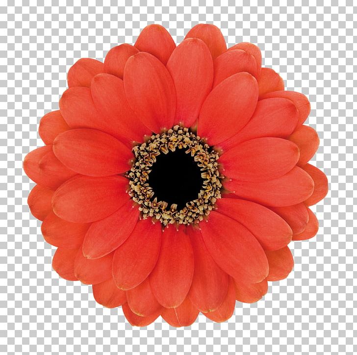 Fiskars Squeeze Punch Hole Punches Steamer Trading Cookshop Paper Fiskars Thick Punch PNG, Clipart, Cup, Cut Flowers, Daisy Family, De Kwakel, Flower Free PNG Download
