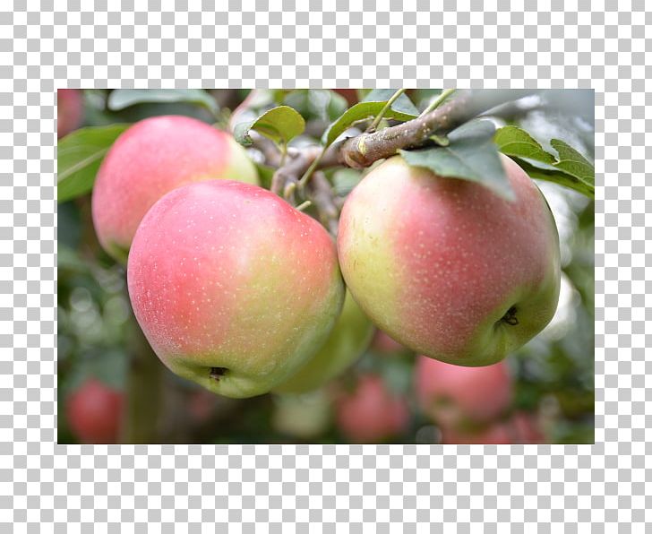 Natural Foods Local Food Peach McIntosh Laboratory PNG, Clipart, Alma, Apple, Food, Fruit, Fruit Nut Free PNG Download