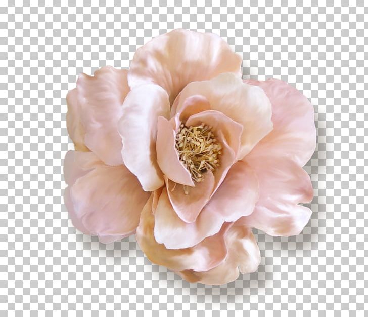 Ballet Beautiful Fashion Cabbage Rose Paper Garden Roses PNG, Clipart, Ballet, Beautiful, Cabbage Rose, Cut Flowers, Designer Free PNG Download