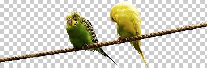 Lovebird Parrot Budgerigar Domestic Canary PNG, Clipart, Animals, Beak, Bird, Bird Nest, Cage Free PNG Download
